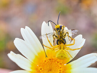 Yellow crab spider hunting a bee on a flower. Thomisus onustus