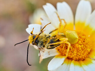 Yellow crab spider hunting a bee on a flower. Thomisus onustus