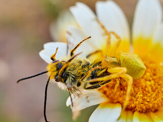 Yellow crab spider hunting a bee on a flower. Thomisus onustus