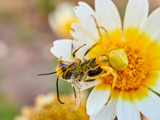 Yellow crab spider hunting a bee on a flower. Thomisus onustus