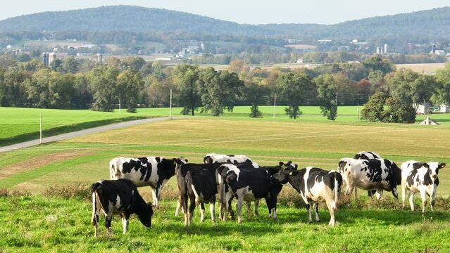 Cattle in rural USA. Aerial view of Holstein cows grazing in green pasture in summer.