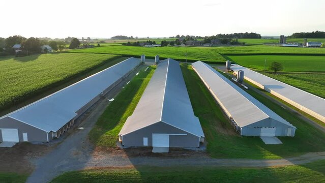 Four chicken houses and rural fields in USA. Aerial truck shot during summer sunset at American farm.