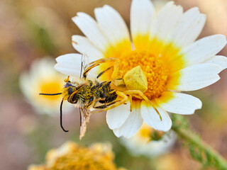 Yellow crab spider hunting a bee on a flower. Thomisus onustus