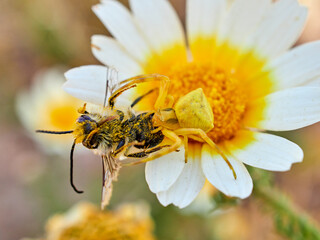 Yellow crab spider hunting a bee on a flower. Thomisus onustus