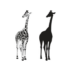 Fototapeta premium Vector flat giraffe outline and silhouettes