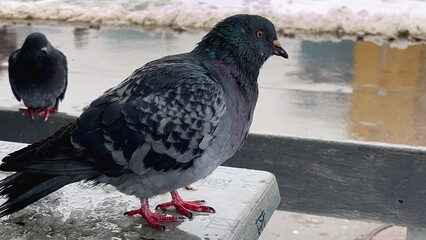 Dark grey pigeon in winter in urban atmosphere. Street birds. City street in winter. Birds in the city in winter.