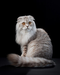 Regal Scottish Fold cat, poised and plush, against a stark black backdrop. Pet on black