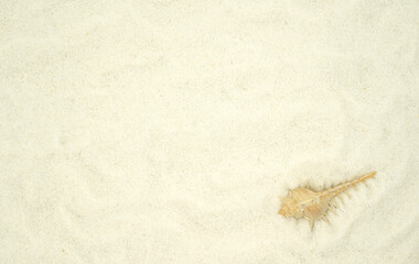 White sand with Murex Trapa shell on bottom right