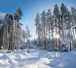winter forest with clearing and bright sun between the trees