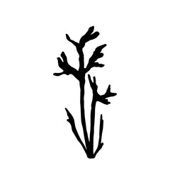 Seaweed silhouette.Sea grass doodle.Vector graphic.