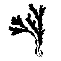 Seaweed silhouette.Sea grass doodle.Vector graphic.