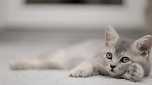 cute gray kitten on a light background