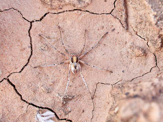 Ground spider on a dry ground. Genus Thanatus