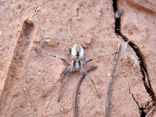 Ground spider on a dry ground. Genus Thanatus