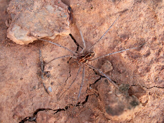 Ground spider on a dry ground. Genus Thanatus