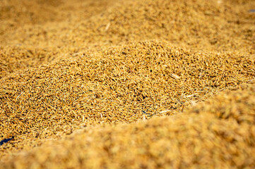 grain rice spike harvest agriculture golden yellow ear of rice growing in autumn in paddy field