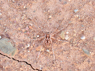 Ground spider on a dry ground. Genus Thanatus