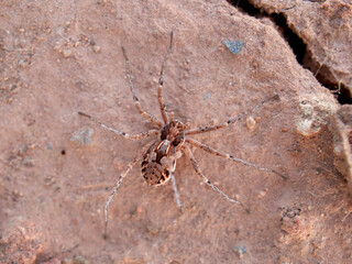 Ground spider on a dry ground. Genus Thanatus