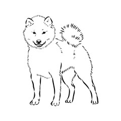 Japanese akita inu dog, vector outline illustration