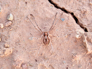 Ground spider on a dry ground. Genus Thanatus