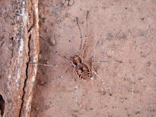 Ground spider on a dry ground. Genus Thanatus