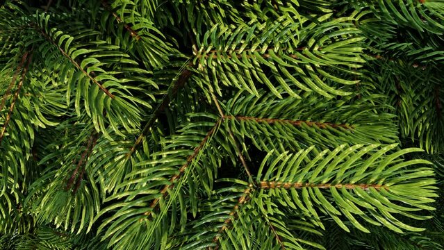 fir branch close-up. fir branch in the wind. top view of fir branch. fir branch background