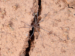 Ground spider on a dry ground. Genus Thanatus