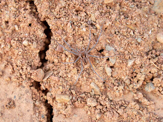Ground spider on a dry ground. Genus Thanatus