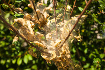 Spider web on the branches of a green tree.