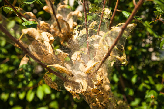 Spider web on the branches of a green tree. - Powered by Adobe