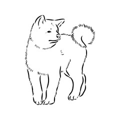 Japanese akita inu dog, vector outline illustration