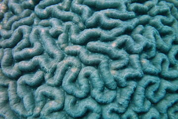 Brain Coral Abstract
