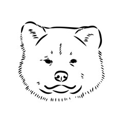 Japanese akita inu dog, vector outline illustration