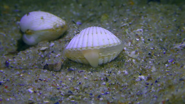 Cockle or Cardium clam (Cerastoderma) feels sandy bottom via leg.