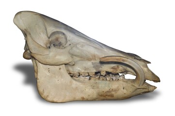 Wild Boar Skull isolated on white background