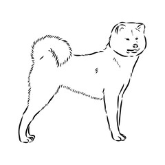 Japanese akita inu dog, vector outline illustration