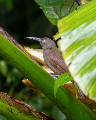 Long-billed honeyeater (Melilestes megarhynchus), a species of bird in the family Meliphagidae in Arfak Mountains, West Papua, Indonesia