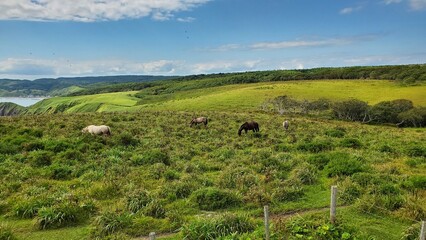Horses in the field