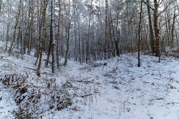 Zimowy krajobraz leśny. - obrazy, fototapety, plakaty