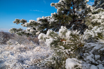 Śnieg pokrył gałęzie drzew. - obrazy, fototapety, plakaty
