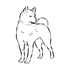 Japanese akita inu dog, vector outline illustration