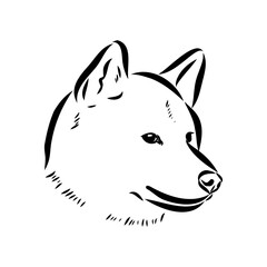 Japanese akita inu dog, vector outline illustration
