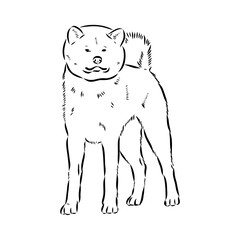 Japanese akita inu dog, vector outline illustration