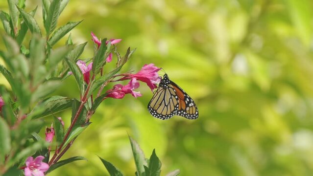 A monarch butterfly collects pollen from a light pink flower. Outstretching its orange and white wings, the butterfly flies off to find more pollen.