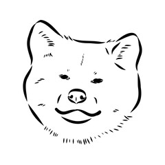 Japanese akita inu dog, vector outline illustration