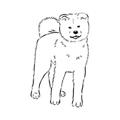 Japanese akita inu dog, vector outline illustration