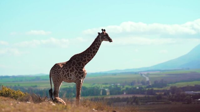 a giraffe stading in an open valley.