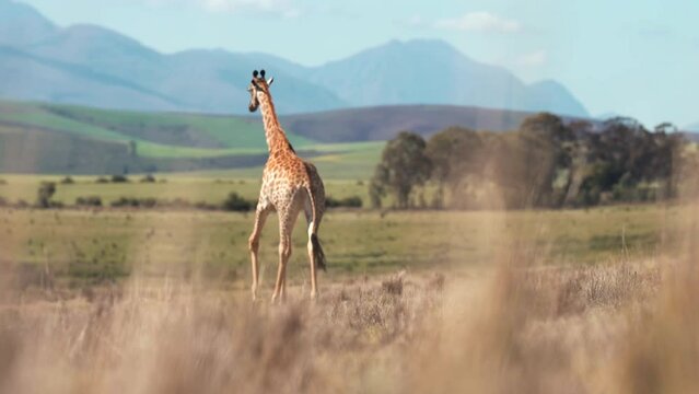 a clip about a giraffe walking calmly around a savannah like landscape