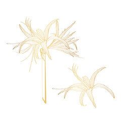 Fototapeta na wymiar Decorative clivia amaryllis branch flower, golden line design element. Can be used for cards, invitations, banners, posters, print design. Floral background in line art style.