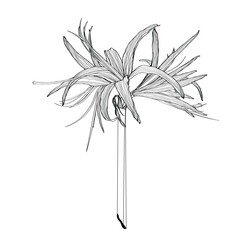 Decorative clivia amaryllis branch flower, design element. Can be used for cards, invitations, banners, posters, print design. Floral background in line art style.